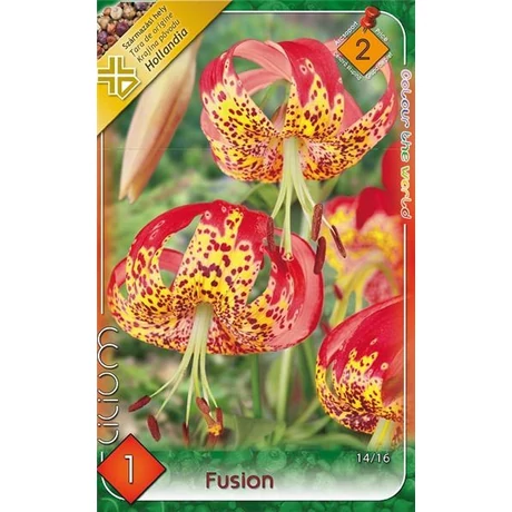 VIRÁGHAGYMA LILIOM Lilium Fusion 1db/cs 14/16