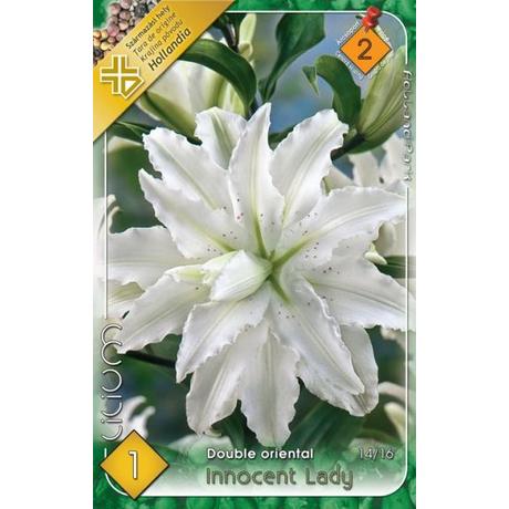VIRÁGHAGYMA LILIOM Lilium Innocent Lady Orient Telt 1db/cs 14/16