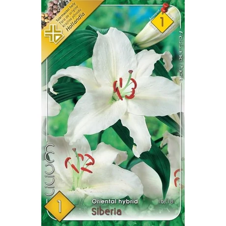 VIRÁGHAGYMA LILIOM Lilium oriental Siberia 1db/cs 16/18