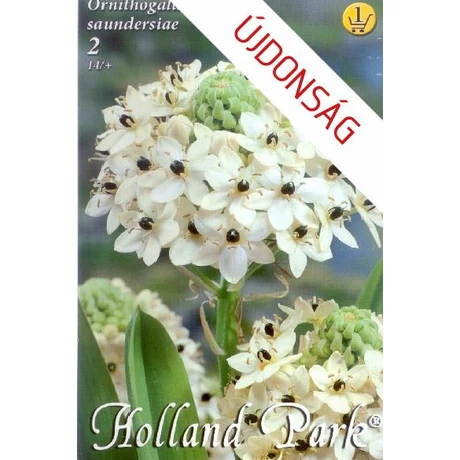 VIRÁGHAGYMA MADÁRTEJ Ornithogalum saundersiae 2db/cs 14+