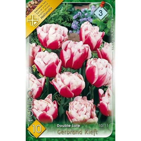 VIRÁGHAGYMA TULIPÁN Tulipa Gerbrandt Kieft 10db/cs 10/11