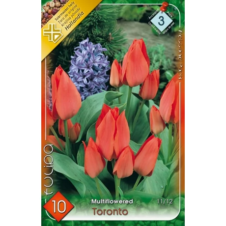VIRÁGHAGYMA CSOKROS TULIPÁN Tulipa Toronto 10db/cs 11/12