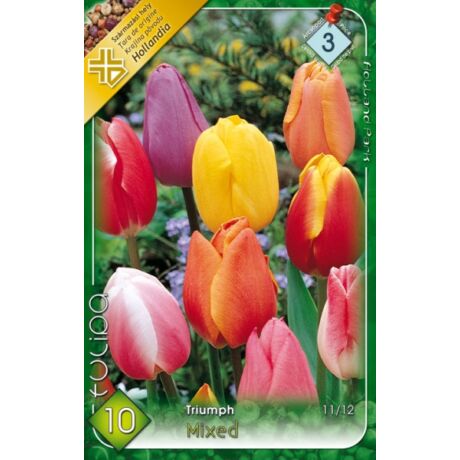 VIRÁGHAGYMA Triumph tulipán színkeverék -Tulipa Triumph mix 10 db/cs 11/12