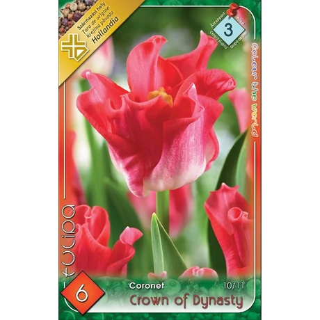 VIRÁGHAGYMA TULIPÁN Crown of Dynasty 6db/cs 10/11