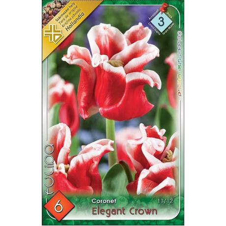 VIRÁGHAGYMA TULIPÁN Elegant Crown 6db/cs 11/12