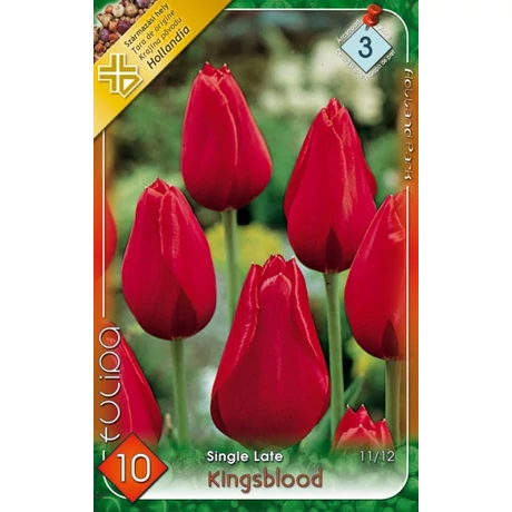 VIRÁGHAGYMA TULIPÁN Tulipa Kingsblood , egyszerű virágú késői tulipán10db/cs 11/12