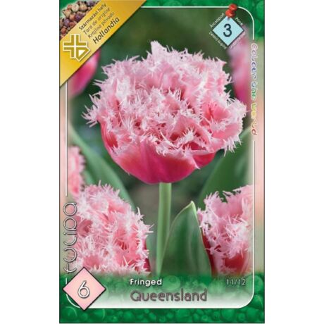 VIRÁGHAGYMA Tulipa Queensland / Tulipán Queensland 6 db/cs 11/12