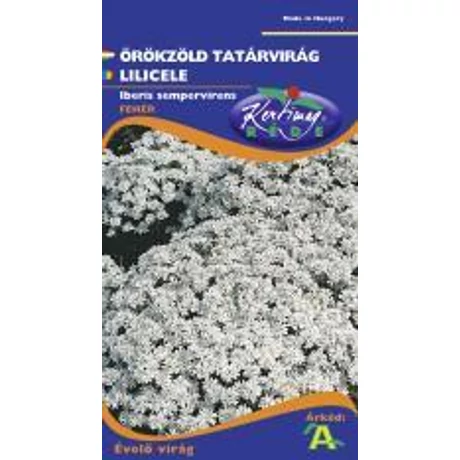 DÍSZNÖVÉNY ÖRÖKZÖLD TATÁRVIRÁG RÉDEI KERTIMAG