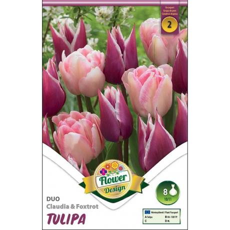 VIRÁGHAGYMA TULIPÁN duo Claudia & Foxtrott 10db/cs 10/11
