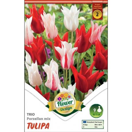VIRÁGHAGYMA TULIPÁN trio Porzellan mixed 9db/cs 10/11