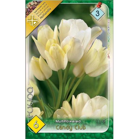 VIRÁGHAGYMA CSOKROS TULIPÁN Tulipa Candy Club 6db/cs 11/12