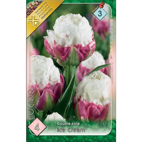 VIRÁGHAGYMA TULIPÁN Tulipa Ice Cream 4db/cs 11/12