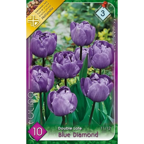 VIRÁGHAGYMA TULIPÁN Tulipa Blue Diamond 10db/cs 10/11