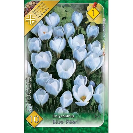 VIRÁGHAGYMA KRÓKUSZ Crocus chrysanthus Blue Pearl10db/cs 5/+