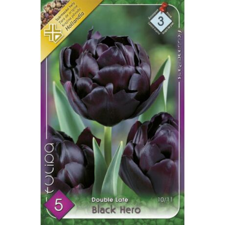 VIRÁGHAGYMA TULIPÁN Tulipa Black Hero 5db/cs 10/11