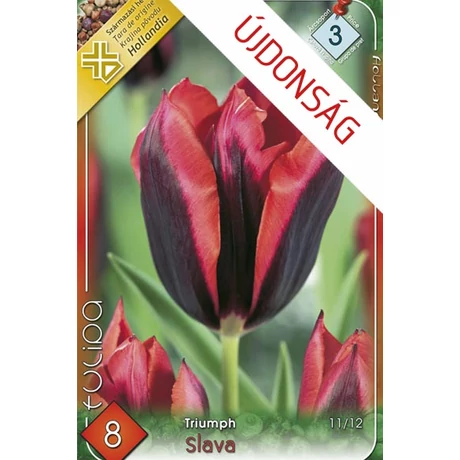 VIRÁGHAGYMA TULIPÁN Slawa 8db/cs 10/11