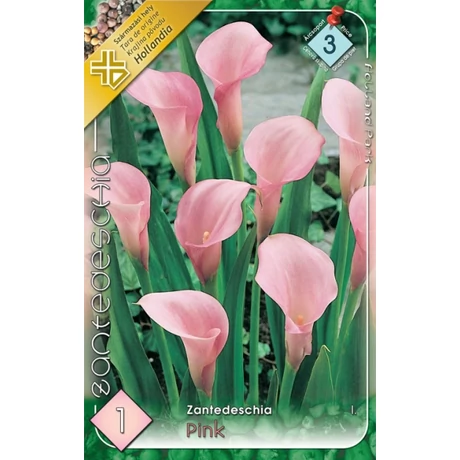VIRÁGHAGYMA KÁLA Zantedeschia rózsaszín 1db/cs