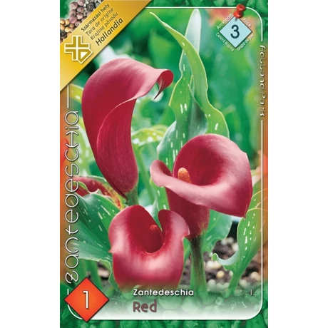 VIRÁGHAGYMA KÁLA Zantedeschia piros 1db/cs