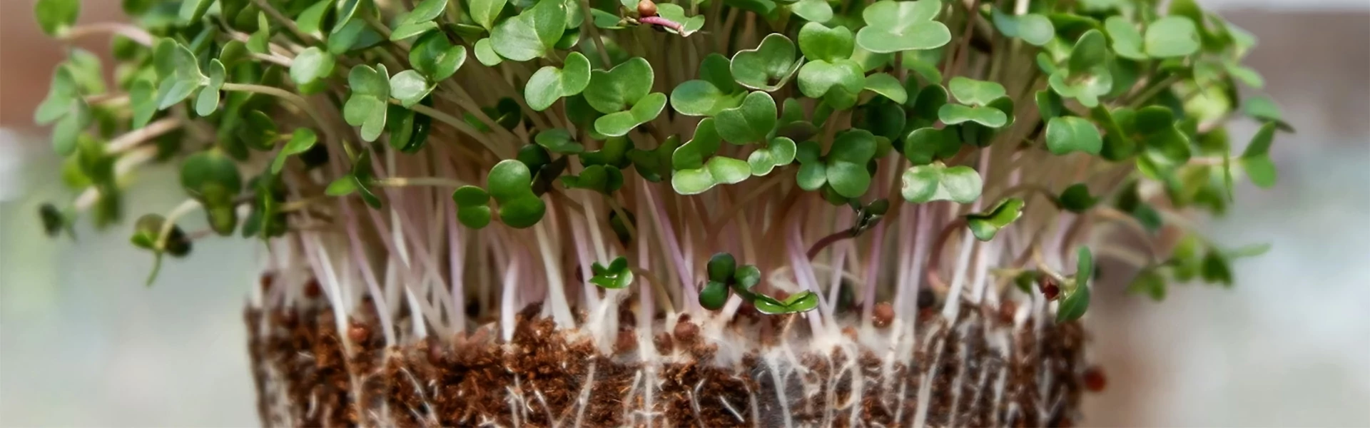 Friss, élő tápanyag minden falatban – mikrozöldek és csírák, ahogy a természet megálmodta.