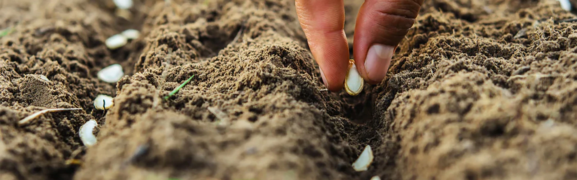 Erős, egészséges palánták