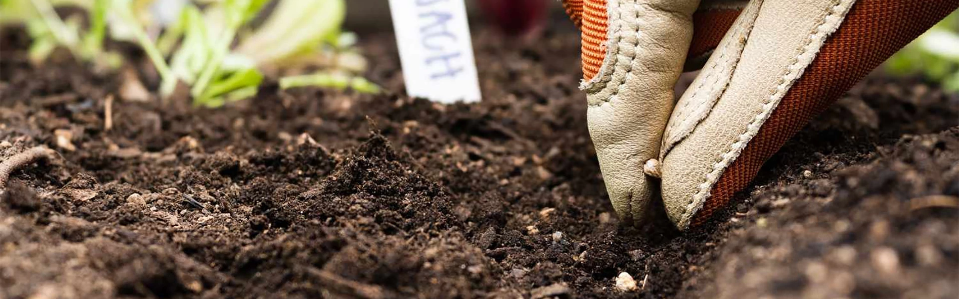 Válogatott zöldség vetőmagok